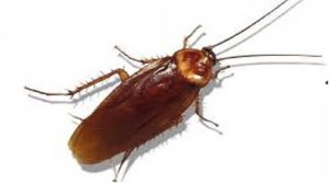 tác hại của gián đức