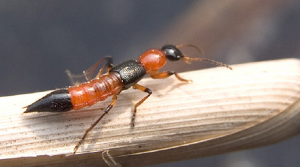 Độc tính của kiến ba khoang